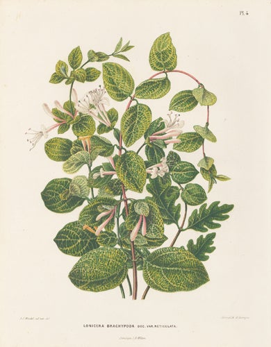 Item nr. 155203 Lonicera Brachypoda. Flora. G. after A. J. Wendel Severeyns.
