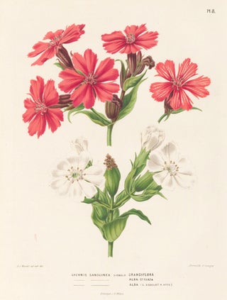 Lychnis Sanguinea. Flora.