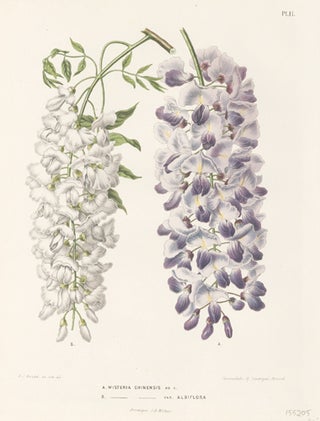 Item nr. 155205 Wisteria Chinensis. Flora. G. after A. J. Wendel Severeyns