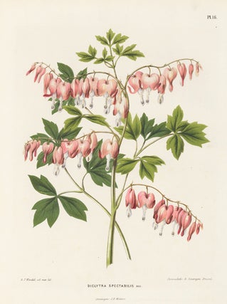 Item nr. 155206 Diclytra Spectabilis. Flora. G. after A. J. Wendel Severeyns