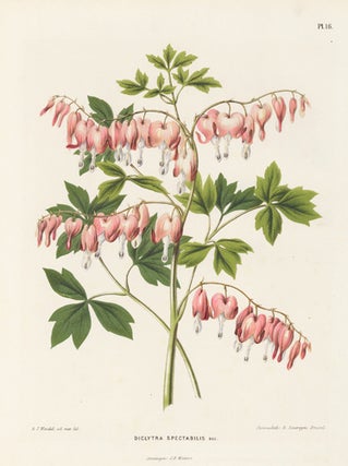 Diclytra Spectabilis. Flora.