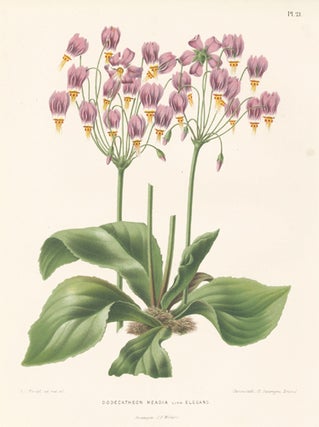 Item nr. 155207 Dodecatheon Meadia. Flora. G. after A. J. Wendel Severeyns