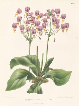 Dodecatheon Meadia. Flora.