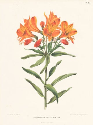 Item nr. 155208 Alstroemeria Aurantiaca. Flora. G. after A. J. Wendel Severeyns