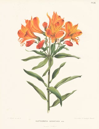 Item nr. 155208 Alstroemeria Aurantiaca. Flora. G. after A. J. Wendel Severeyns