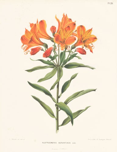 Item nr. 155208 Alstroemeria Aurantiaca. Flora. G. after A. J. Wendel Severeyns.
