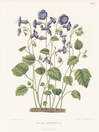 Item nr. 155210 Whitlavia Grandiflora. Flora. G. after A. J. Wendel Severeyns