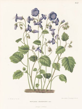 Whitlavia Grandiflora. Flora.