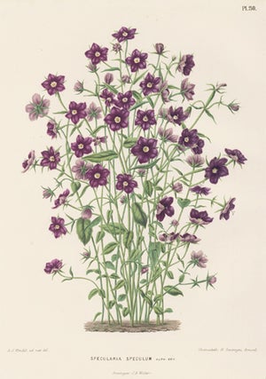 Item nr. 155213 Specularia Speculum. Flora. G. after A. J. Wendel Severeyns