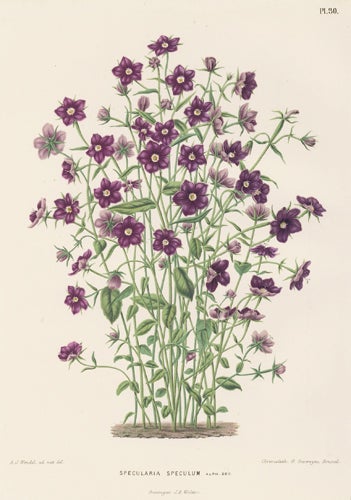Item nr. 155213 Specularia Speculum. Flora. G. after A. J. Wendel Severeyns.