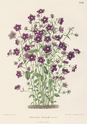 Specularia Speculum. Flora.