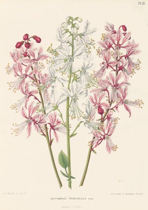 Item nr. 155214 Dictamnus Fraxinella. Flora. G. after A. J. Wendel Severeyns