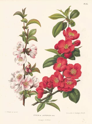 Item nr. 155215 Cydonia Japonica. Flora. G. after A. J. Wendel Severeyns