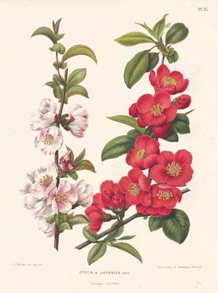 Cydonia Japonica. Flora.