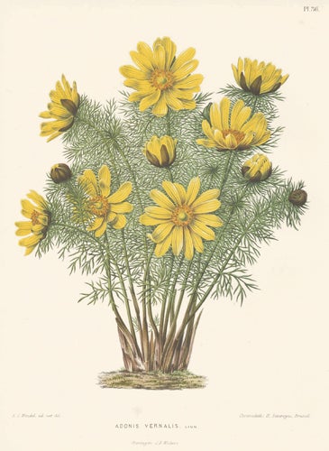 Item nr. 155216 Adonis Vernalis. Flora. G. after A. J. Wendel Severeyns.