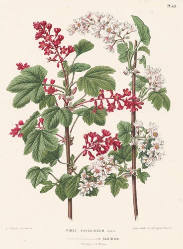 Item nr. 155217 Ribes Sanguineum. Flora. G. after A. J. Wendel Severeyns.
