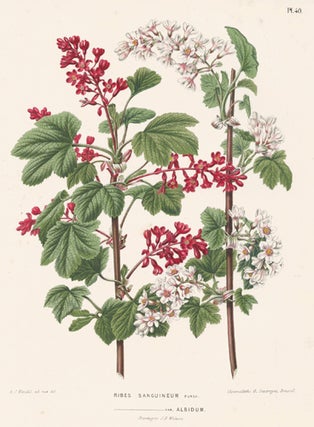 Ribes Sanguineum. Flora.