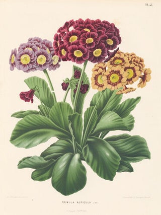 Item nr. 155219 Primula Auricula. Flora. G. after A. J. Wendel Severeyns