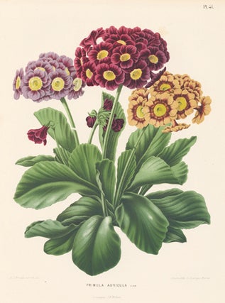 Primula Auricula. Flora.