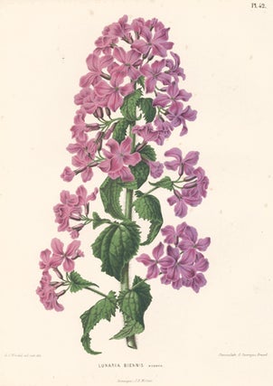 Item nr. 155221 Lunaria Biennis. Flora. G. after A. J. Wendel Severeyns