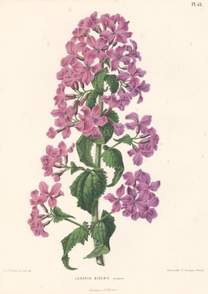 Lunaria Biennis. Flora.