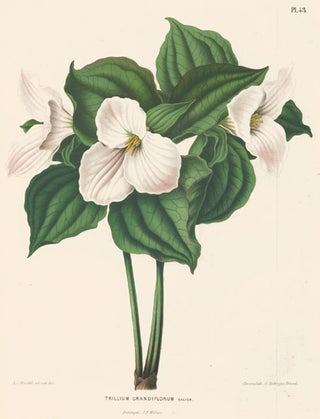 Trillium Grandiflorum. Flora.