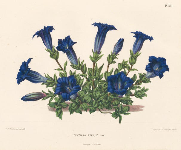 Item nr. 155224 Gentiana Acaulis. Flora. G. after A. J. Wendel Severeyns.