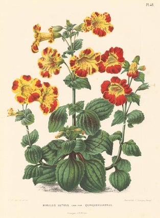 Mimulus Luteus. Flora.