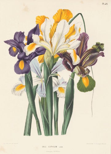 Item nr. 155227 Iris Xiphium. Flora. G. after A. J. Wendel Severeyns.