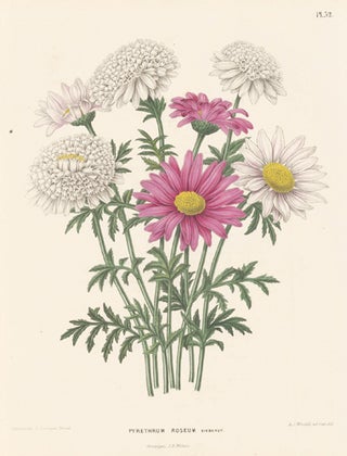 Item nr. 155229 Pyrethrum Roseum. Flora. G. after A. J. Wendel Severeyns