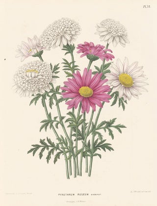 Pyrethrum Roseum. Flora.