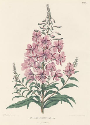 Item nr. 155235 Epilobium Angustifolium. Flora. G. after A. J. Wendel Severeyns