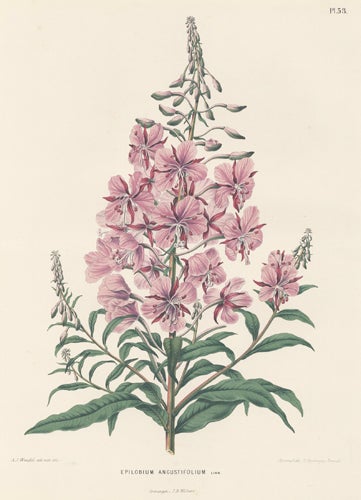 Item nr. 155235 Epilobium Angustifolium. Flora. G. after A. J. Wendel Severeyns.