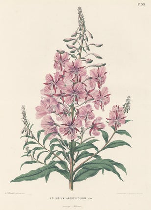 Epilobium Angustifolium. Flora.