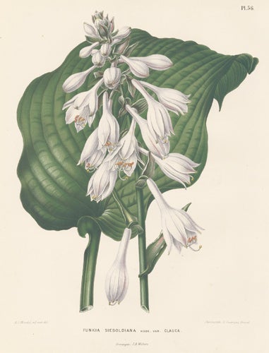 Item nr. 155242 Funkia Sieboldiana. Flora. G. after A. J. Wendel Severeyns.