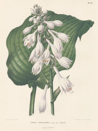 Funkia Sieboldiana. Flora.