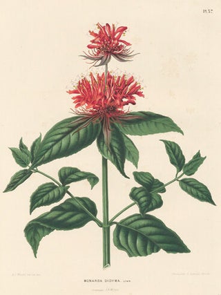 Monarda Didyma. Flora.