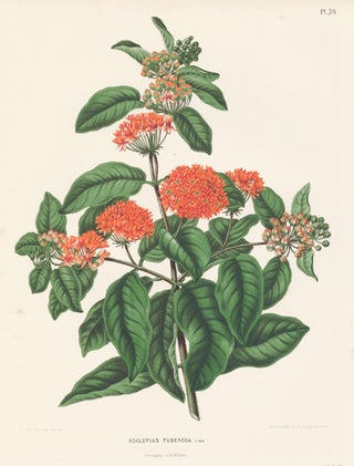 Item nr. 155263 Asclepias Tuberosa. Flora. G. after A. J. Wendel Severeyns