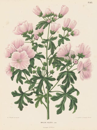 Item nr. 155264 Malva Alcea. Flora. G. after A. J. Wendel Severeyns