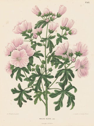 Malva Alcea. Flora.