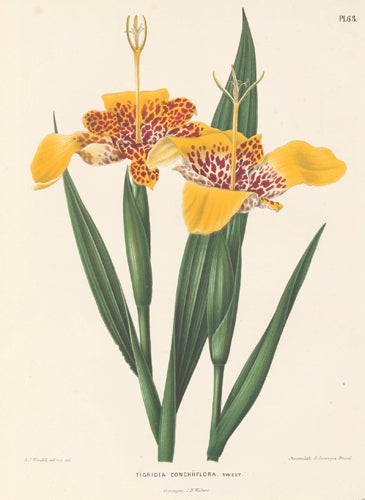 Item nr. 155265 Tigridia Conchiiflora. Flora. G. after A. J. Wendel Severeyns.