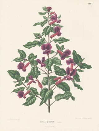 Item nr. 155267 Cuphea Zimapani. Flora. G. after A. J. Wendel Severeyns