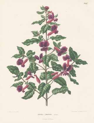 Cuphea Zimapani. Flora.