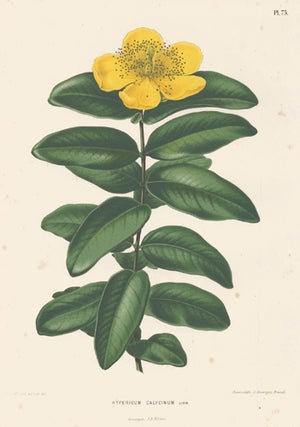 Hypericum Calycinum. Flora.