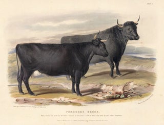 Item nr. 155337 Pembroke Breed. The Breeds of the Domestic Animals of the British Islands. David Low