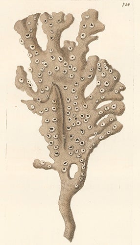 Item nr. 155383 Palmated Sponge. Naturalists' Miscellany. Frederick Nodder, George Shaw, Nodder Frederick, George Shaw.