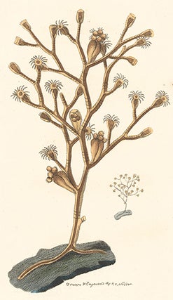 Item nr. 155384 Contorted Sertularia. Naturalists' Miscellany. Frederick Nodder, George Shaw,...