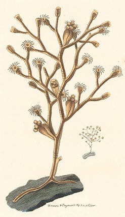 Contorted Sertularia. Naturalists' Miscellany.