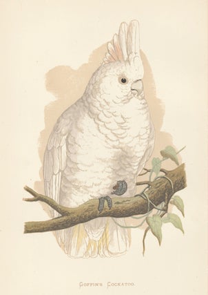 Item nr. 155451 Goffin's Cockatoo. Parrots in Captivity. William Thomas Greene