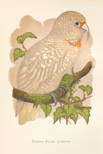 Item nr. 155459 Slender-Billed Cockatoo. Parrots in Captivity. William Thomas Greene.